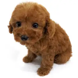 トイ・プードル