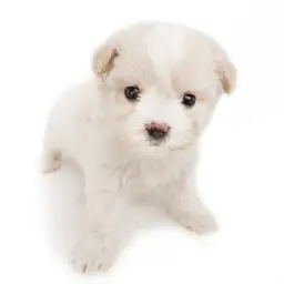 MIX（ビションフリーゼ×キャバリアキングチャールズスパニエル）