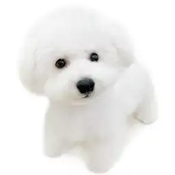 ビションフリーゼ