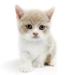 ブリティッシュショートヘア