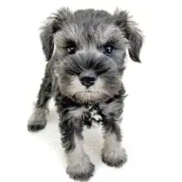 ミニチュア・シュナウザー