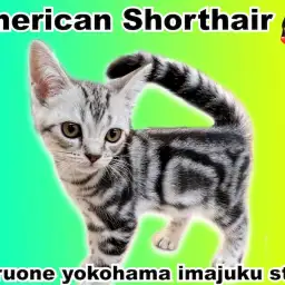 【 アメリカンショートヘア 】パパは超一流血統!美しいタビー柄のイケメンCAT!