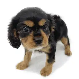 キャバリア・キングチャールズ・スパニエル