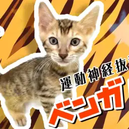 【 ベンガル 】ヒョウ柄模様のワイルドキャット！見た目と中身のギャップ萌え