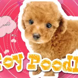 【 トイプードル 】タイニーサイズ！この性格容姿は誰もが癒されること間違いなし！