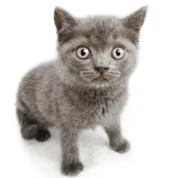 ブリティッシュショートヘア