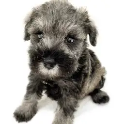 ミニチュア・シュナウザー