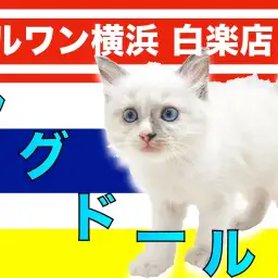 【 ラグドール 】愛しさと美しさを兼ね揃えた！穏やかで優しい性格の大型猫を紹介！