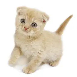 スコティッシュフォールド