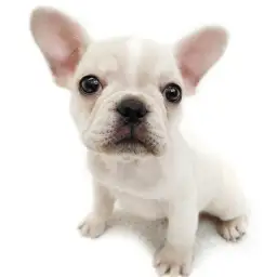 フレンチブルドッグ