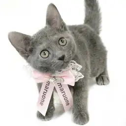 ロシアンブルー