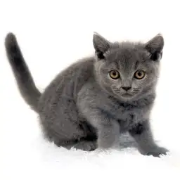 ブリティッシュショートヘア