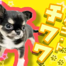 【 極小チワワ 】マロ眉くっきり、たぬき顔チワワちゃん！わんぱくガール登場！
