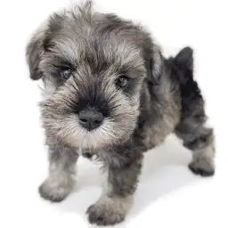 ミニチュア・シュナウザー