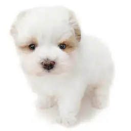 MIX（マルチーズ×トイプードル）