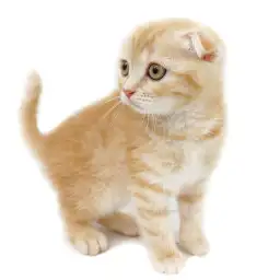 スコティッシュフォールド