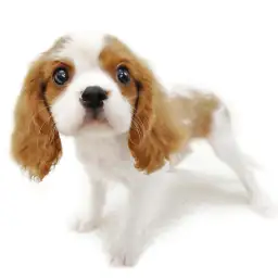 キャバリア・キングチャールズ・スパニエル