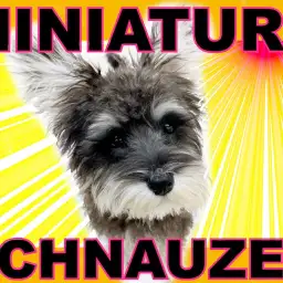 【 ミニチュア・シュナウザー 】生後4ヶ月でハイパーライトミニマライズな女の子！