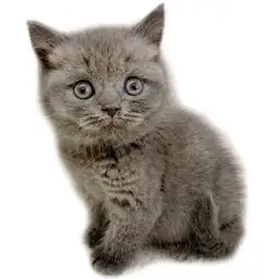 ブリティッシュショートヘア