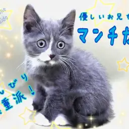 【 マンチカン 】ブルーの毛色と白靴下が可愛い!おっとり優しい男の子!