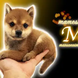 【 豆柴 】生後62日で780g!和犬ビギナーにオススメな手乗りプレミアム!