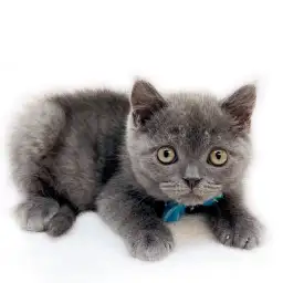 ブリティッシュショートヘア