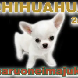 【チワワ】生後3ヶ月で822g!賢く元気に成長中のスマイリーガールの1日に密着!