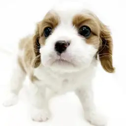 キャバリア・キングチャールズ・スパニエル