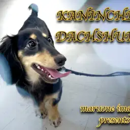 【 カニンヘンダックスフント 】生後7ヶ月で2.6kg！胴長短足の超元気っ娘！