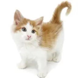 ノルウェージャンフォレストキャット