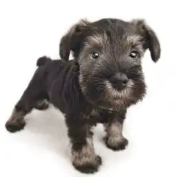 ミニチュア・シュナウザー