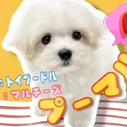 【 MIX 】トイプードル×マルチーズ良い所取りのハイブリッド犬が登場!!