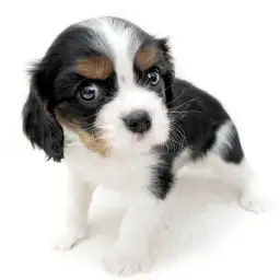 キャバリア・キングチャールズ・スパニエル