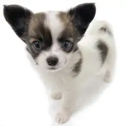 MIX（チワワ×パピヨン）