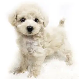 トイ・プードル