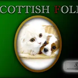 【 スコティッシュフォールド 】抜群の社交性！お膝猫ちゃんの成長2ndブログ！