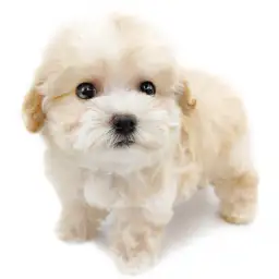 MIX（マルチーズ×トイプードル）