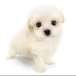 MIX（トイプードル×マルチーズ）