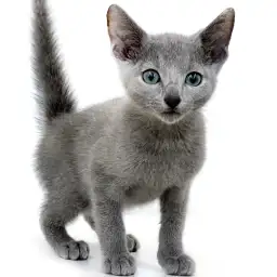 ロシアンブルー