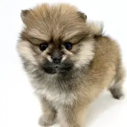 ポメラニアン