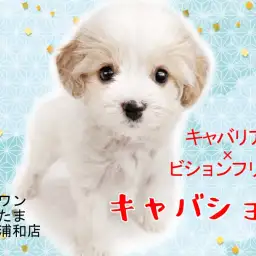 【 キャバション 】希少MIXキャバションとの生活をご紹介！！