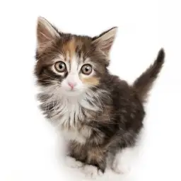 ノルウェージャンフォレストキャット