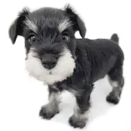 ミニチュア・シュナウザー