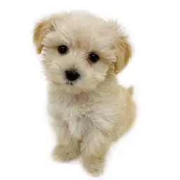 MIX（マルチーズ×トイプードル）