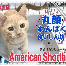 【 アメリカンショートヘア 】丸顔レッドタビー、生後6ヶ月の男の子