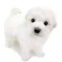 ビションフリーゼ