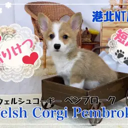 【 コーギー 】これぞコーギー!プリケツ、短足、タレ目が可愛い女の子!