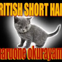 【 ブリティッシュショートヘア 】おねだり上手な甘え猫！極上被毛をご堪能あれ！