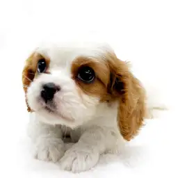 キャバリア・キングチャールズ・スパニエル