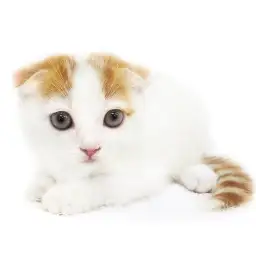 スコティッシュフォールド